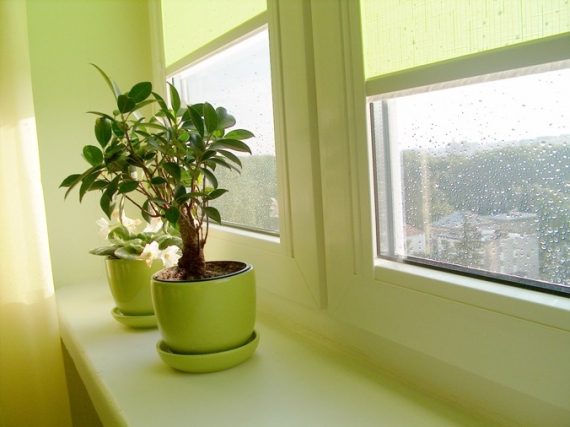 Conheça plantas ideais para apartamento
